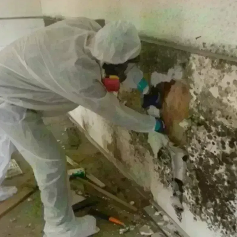 Best Mold Remediation and Removal Service in Takoma Park, MD